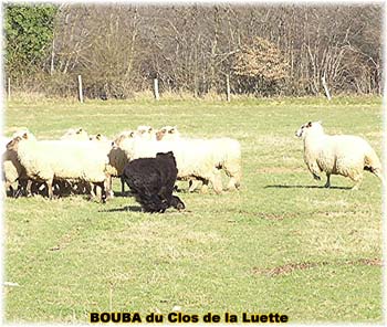 le bouvier des flandres et les moutons - Elevage du CLOS DE LA LUETTE - COPYRIGHT DEPOSE